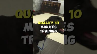 Puppy Crate Training Tip