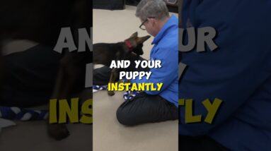Puppy Training Schedule Reminder