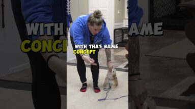 Small Dog Loose Leash Walking Training