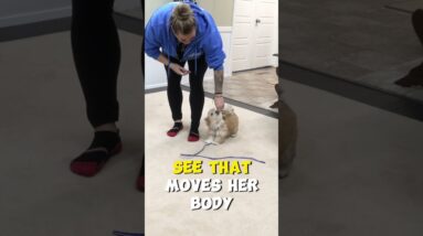 STOP Teaching Bad Habits When Rewarding Your Puppy!