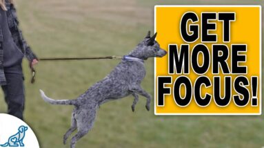 STOP Your Dog From Pulling On Leash