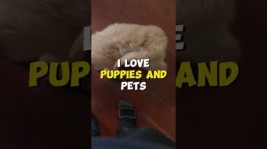 STOP Your Puppy Jumping This Christmas!