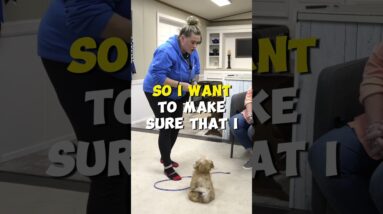 THIS Trick Stops Jumping When Rewarding Your Puppy