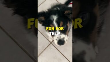 Tip To Stop Puppy Jumping!