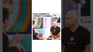 How I Learned to Connect with Animals ❤️ #dog #cesarmillan #dogtraining