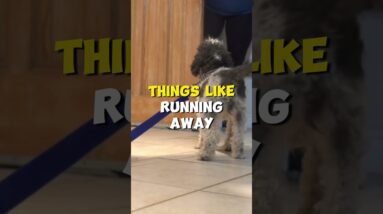 What is a Puppy House Line?