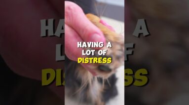 Winter Dog Paw Protection and Prevention