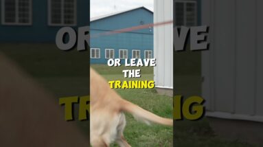 Your Dog Is ALWAYS Learning