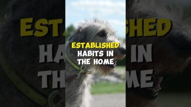 Your Puppy Might DESTROY Christmas!