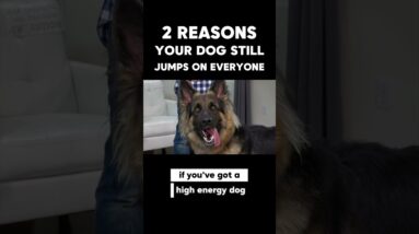 2 Reasons Your Dog STILL Jumps on Everyone