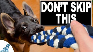 3 Skills EVERY Puppy NEEDS To Learn Now!