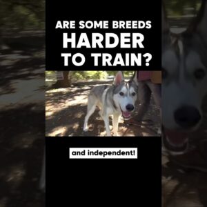 Are Some Breeds HARDER TO TRAIN? 🧐