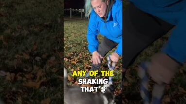 Are You Tugging With Your Puppy Wrong?