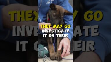 BEFORE You Trim Your Puppy's Nails...