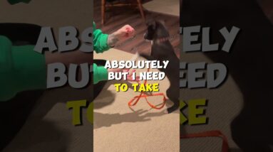 Can I Train TWO Dogs at Once?