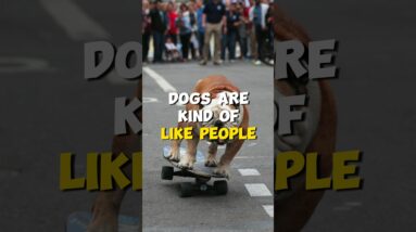 Dogs Can Have BAD DAYS Too!