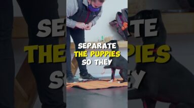 DOUBLE the Dogs is DOUBLE the Trouble!