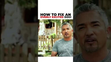 Junior and I meet an overly excited dog that shows aggressive behavior towards others!