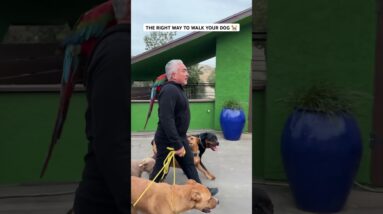 The Right Way to Walk Your Dog 🐕 #dog #cesarmillan #dogtraining