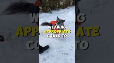How Do Dogs React to Different Weather?