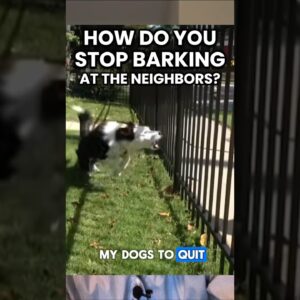 How Do You STOP Barking at the Fence/Neighbors?