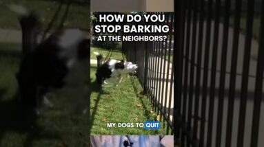 How Do You STOP Barking at the Fence/Neighbors?