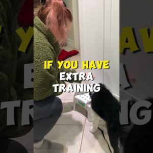 How Often Should I Train my Dog Daily?