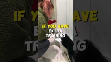 How Often Should I Train my Dog Daily?