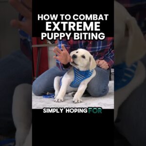 How To Combat Extreme Puppy Biting