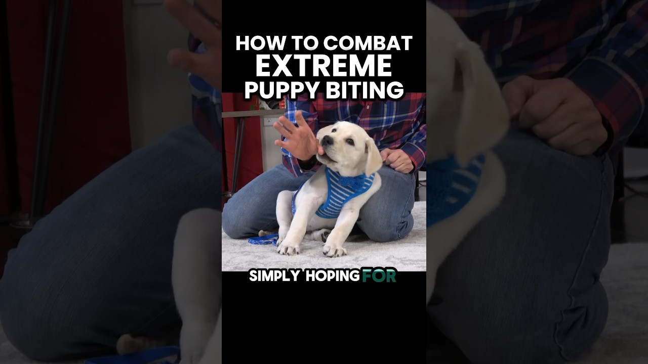 How To Combat Extreme Puppy Biting Best Dog Training Methods