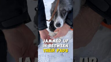 How to Deal with COLD Paws in the Winter