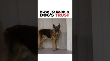 How to earn a dog’s trust ❤️