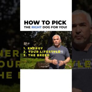 How to Pick the Right Dog for you 🫵