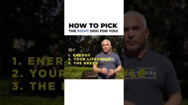 How to Pick the Right Dog for you 🫵