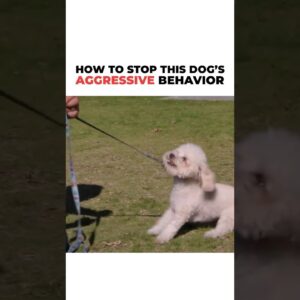 How to Stop a Dog’s aggressive behavior! #dog #cesarmillan #dogtrainer