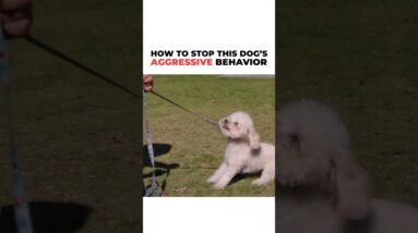 How to Stop a Dog’s aggressive behavior! #dog #cesarmillan #dogtrainer