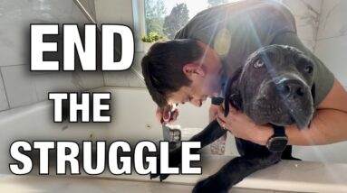 How to Train a Dog to NOT Hate a Bath