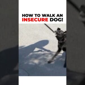 How To Walk An Insecure Dog! We must be aware of what we are nurturing.