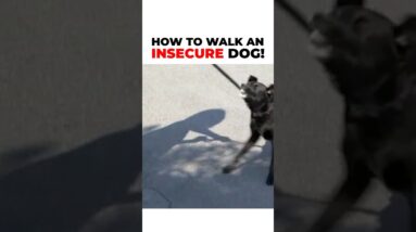 How To Walk An Insecure Dog! We must be aware of what we are nurturing.