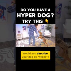 Hyper dog? Try this!!