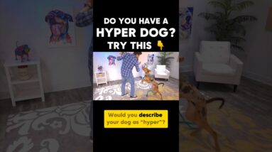 Hyper dog? Try this!!
