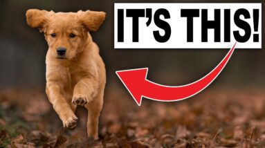 If I Could Only Teach A Puppy ONE SKILL ...