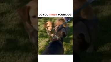 Do you trust your dog? If we panic we will only cause our dog to react in ways we do not want.