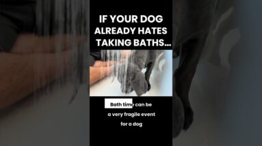 If Your Dog Already Hates Baths…