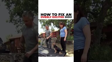 Introducing an overly excited dog to the treadmill!