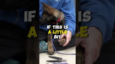 Introducing Nail Trimming Tools to Puppy