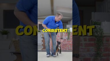 Is It TOO LATE To Train My Dog?