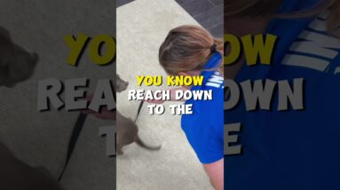 Large Dogs Vs Small Dogs