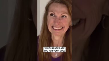 A dog needs a leader with calm confident energy, not a leader who feels sorry for him.