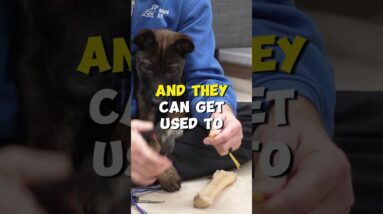 Nail Trimming Tip For Difficult Dogs